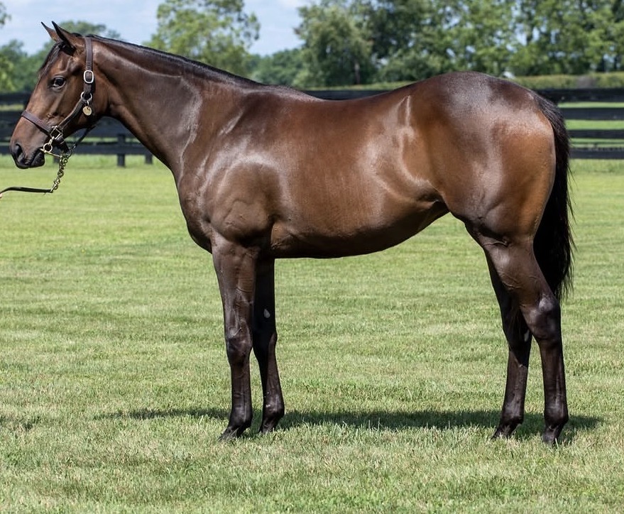 Quality Road x Talk Veuve to Me Filly