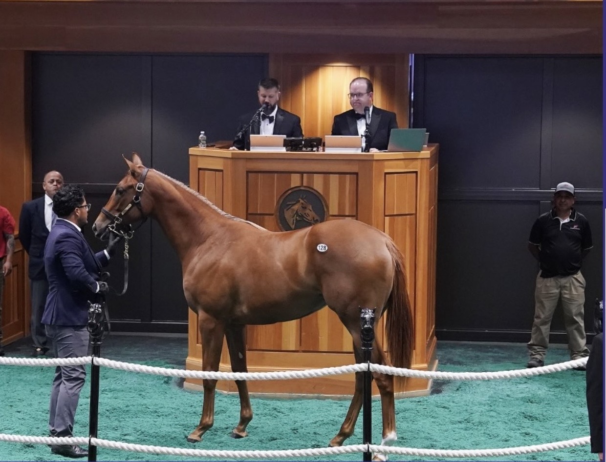 Gun Runner x Wamathaat Filly