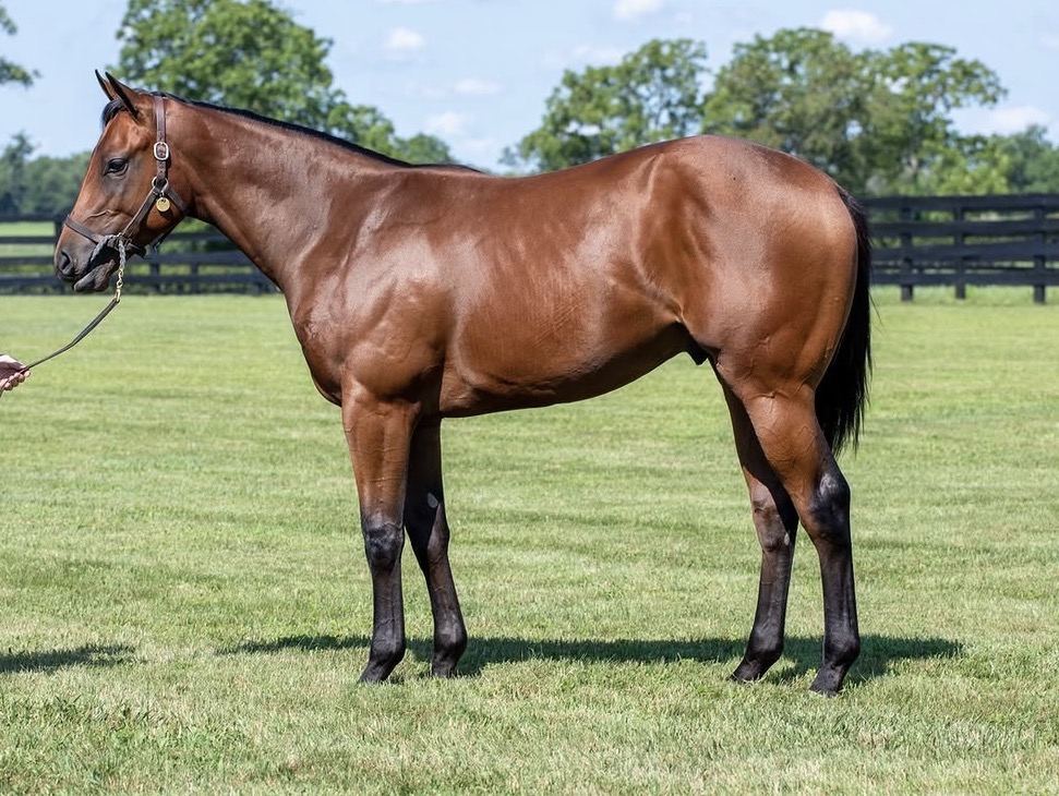 Nyquist x Slammed Colt